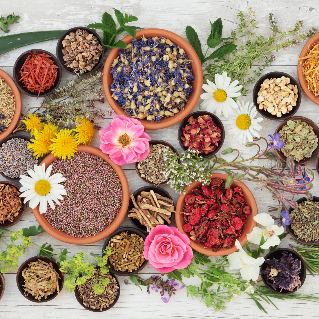 Hierbas Medicinales: Remedios Naturales que Mejoran tu Bienestar